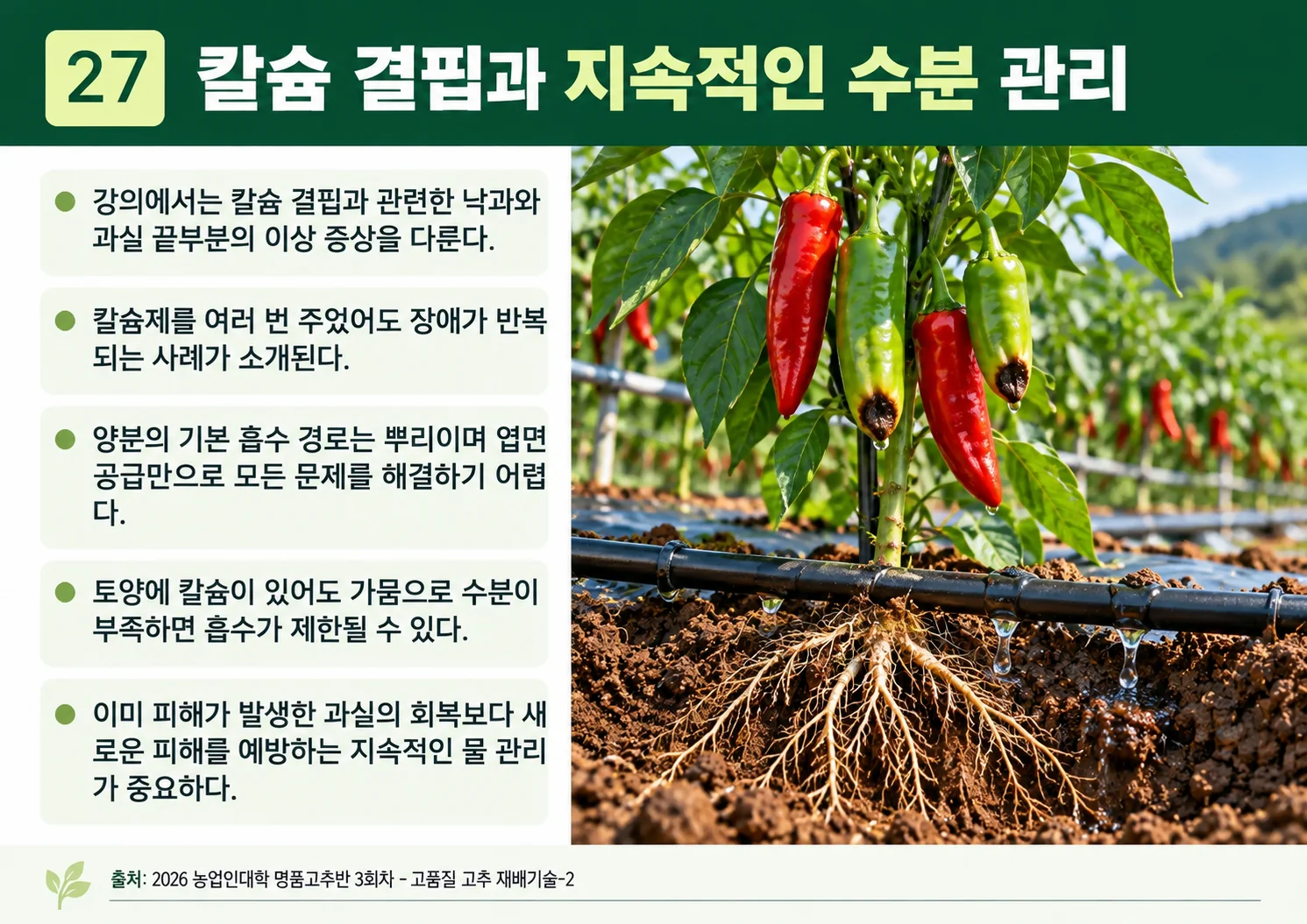 27_칼슘-결핍과-지속적인-수분-관리.webp