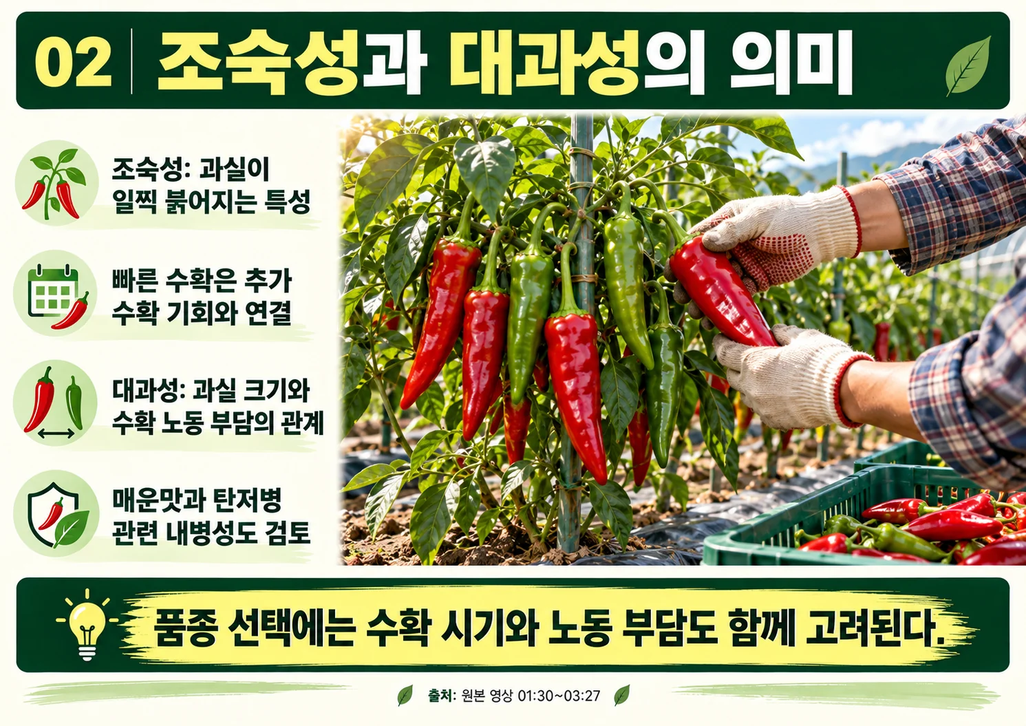 02_조숙성과_대과성의_의미.webp