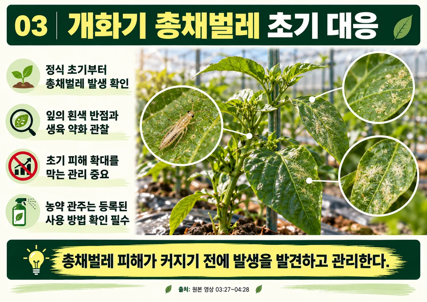 03_개화기_총채벌레_초기_대응.webp