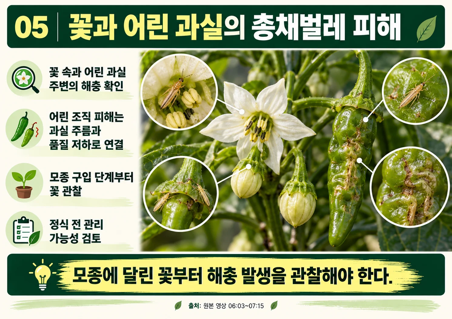 05_꽃과_어린_과실의_총채벌레_피해.webp
