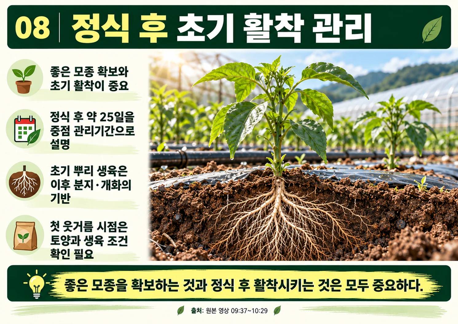 08_정식_후_초기_활착_관리.webp