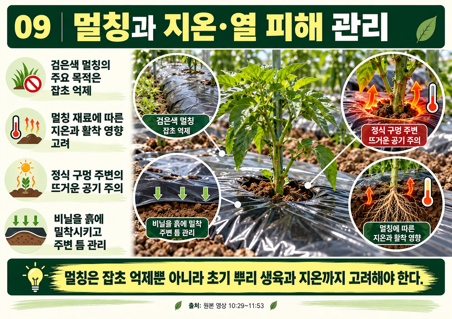 09_멀칭과_지온_열_피해_관리.webp