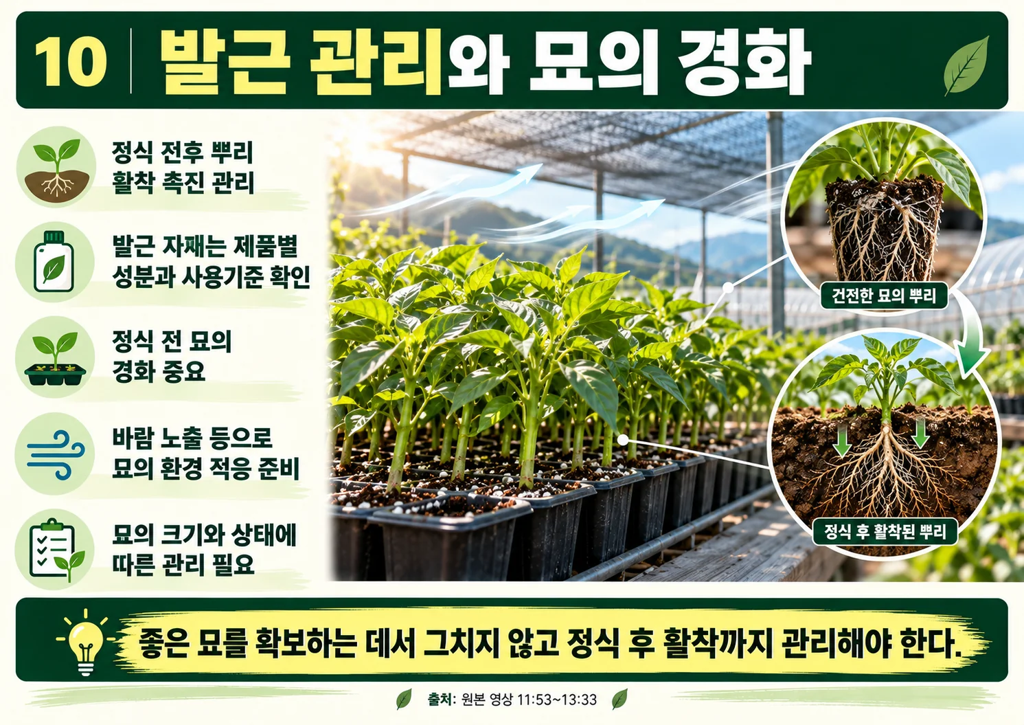 10_발근_관리와_묘의_경화.webp