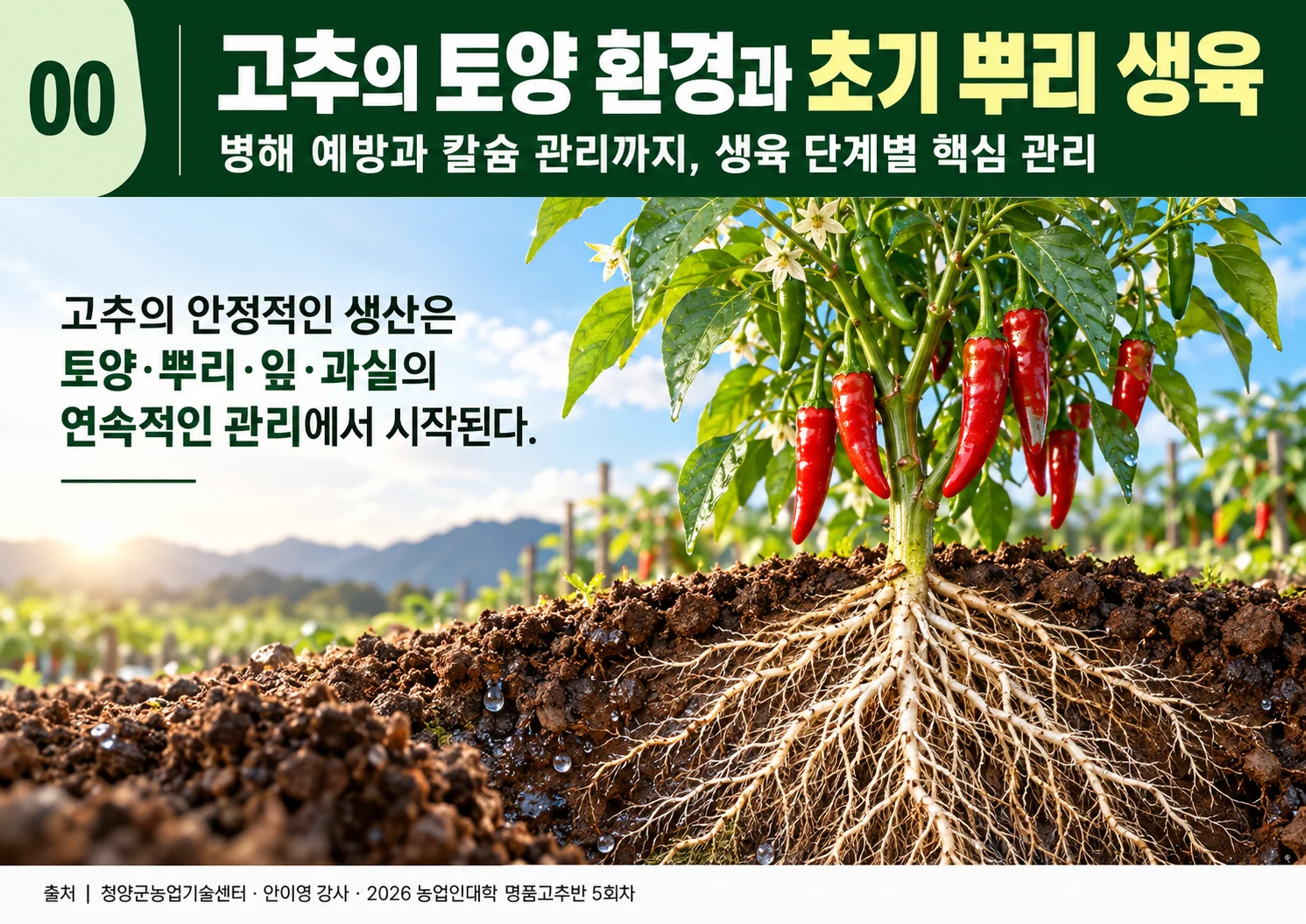 00_표지_토양환경과초기뿌리생육.webp