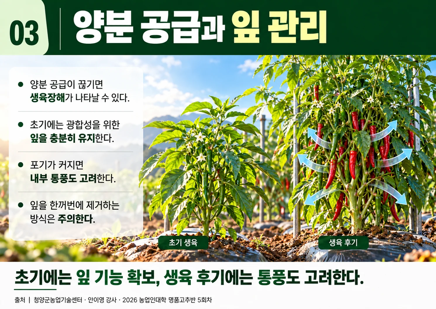 03_양분공급과잎관리.webp