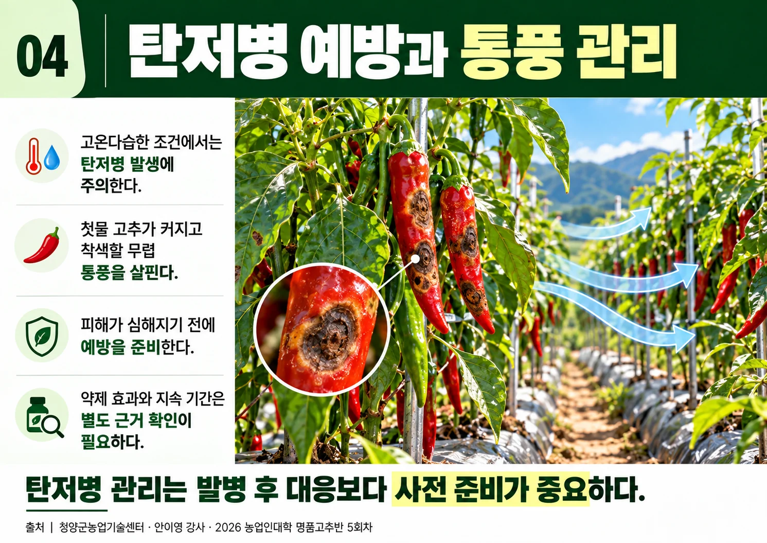 04_탄저병예방과통풍관리.webp