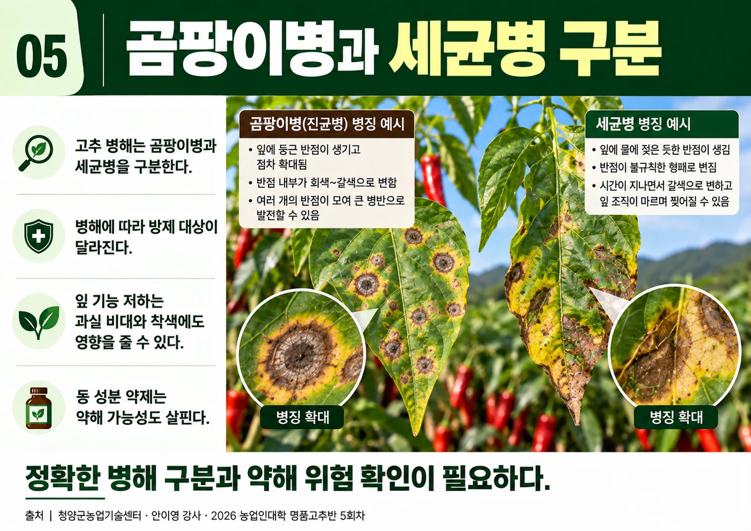 05_곰팡이병과세균병구분.webp