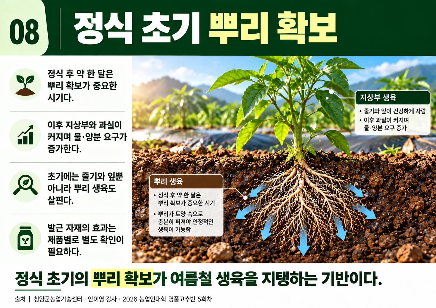 08_정식초기뿌리확보.webp