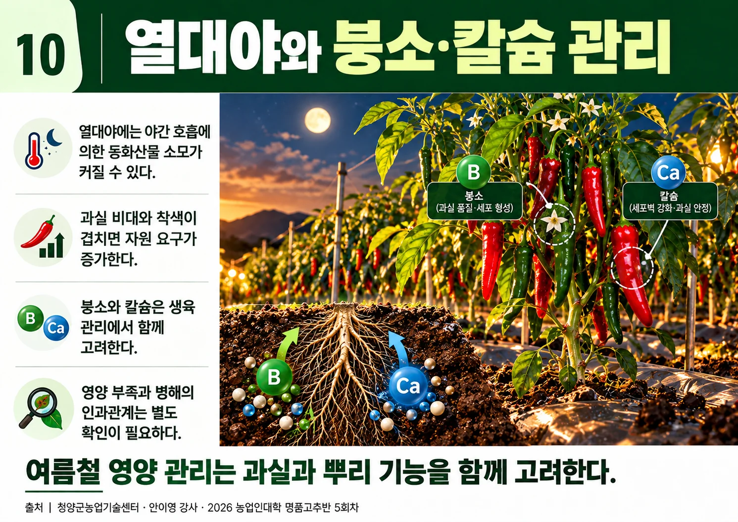 10_열대야와붕소칼슘관리.webp