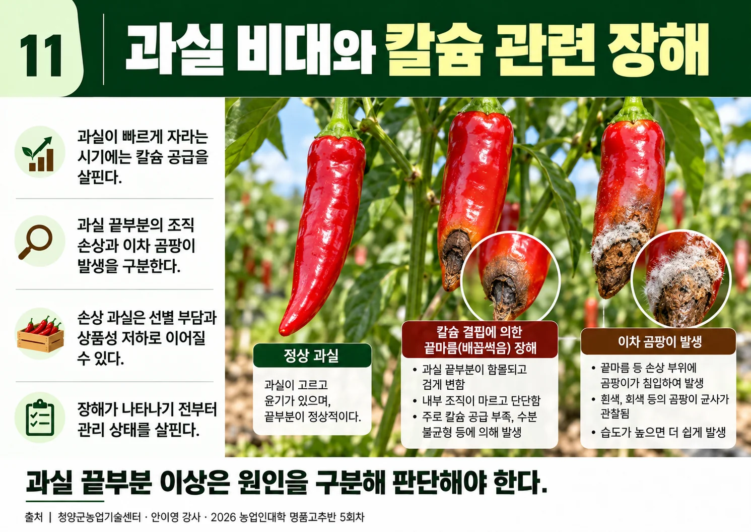 11_과실비대와칼슘관련장해.webp
