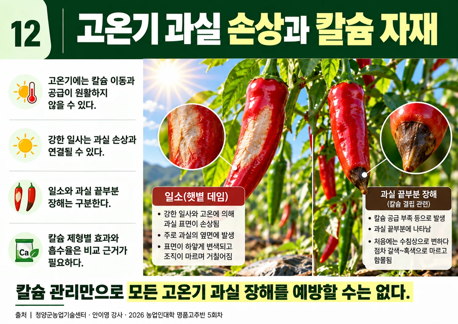 12_고온기과실손상과칼슘자재.webp