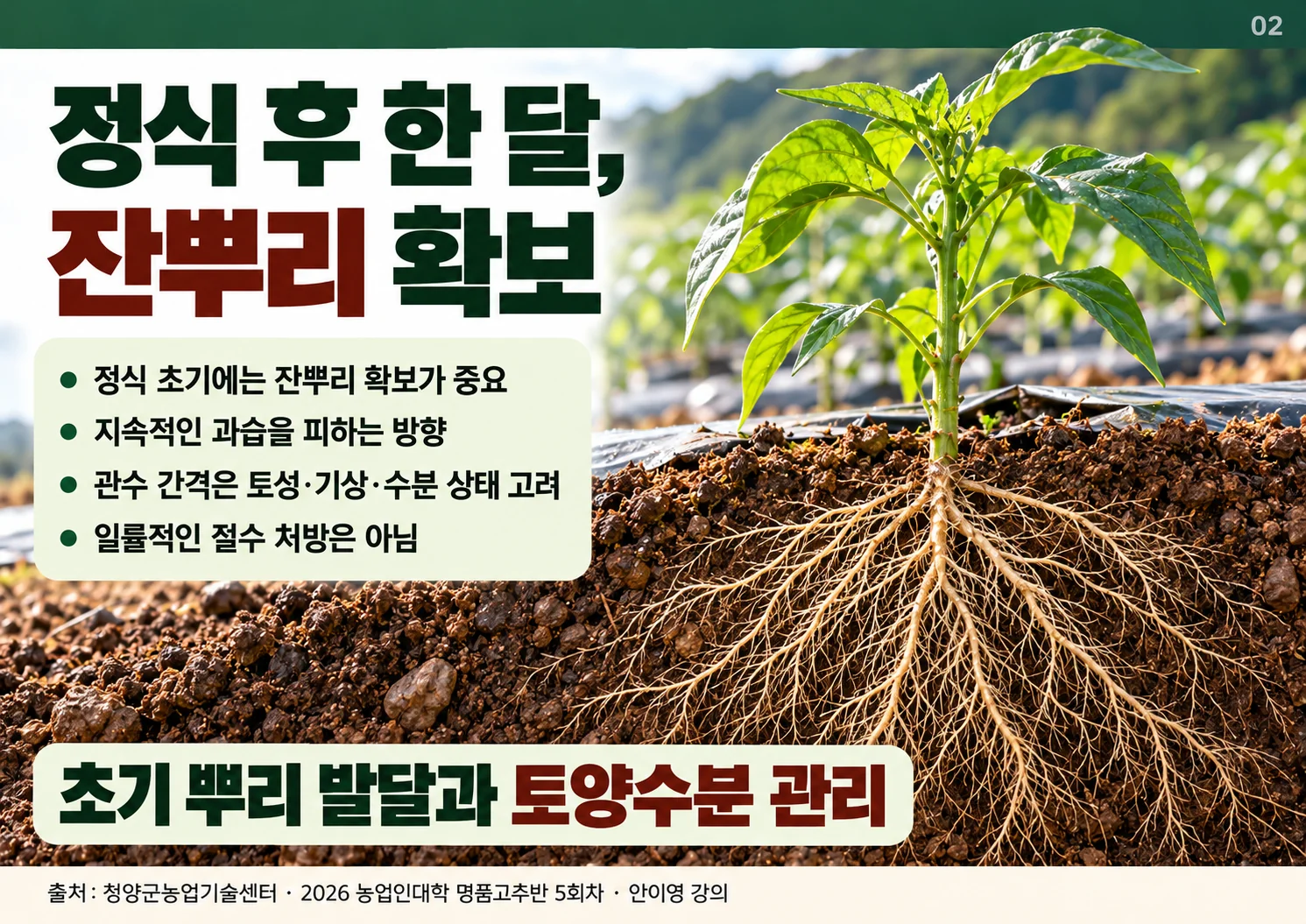 02_잔뿌리_확보.webp