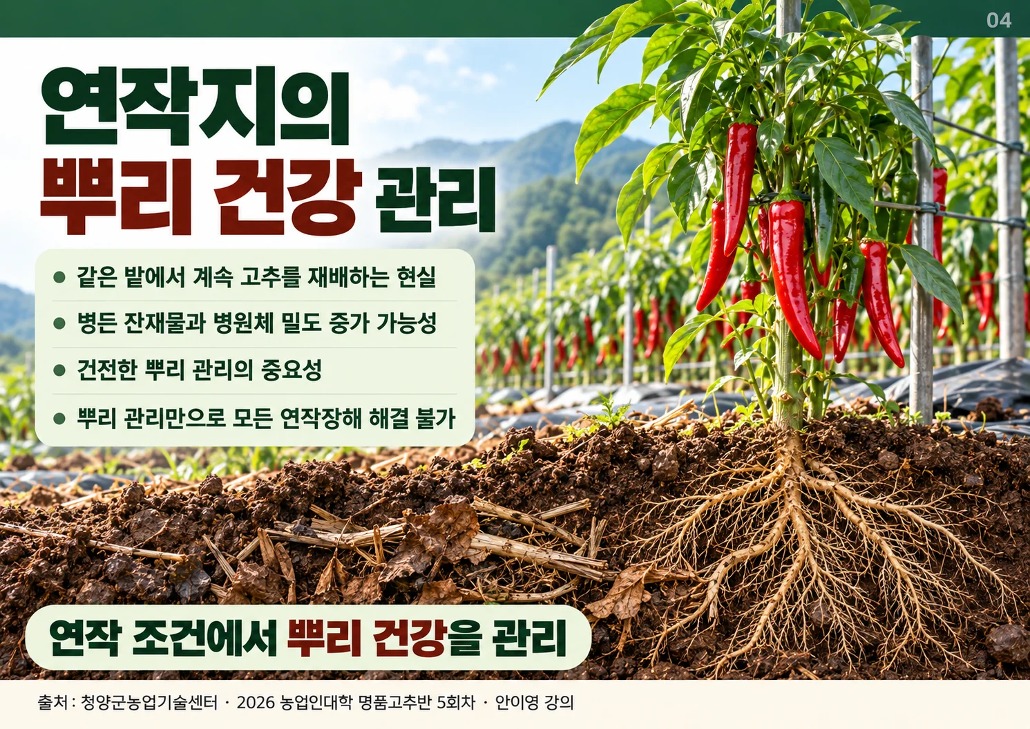 04_연작지_뿌리.webp