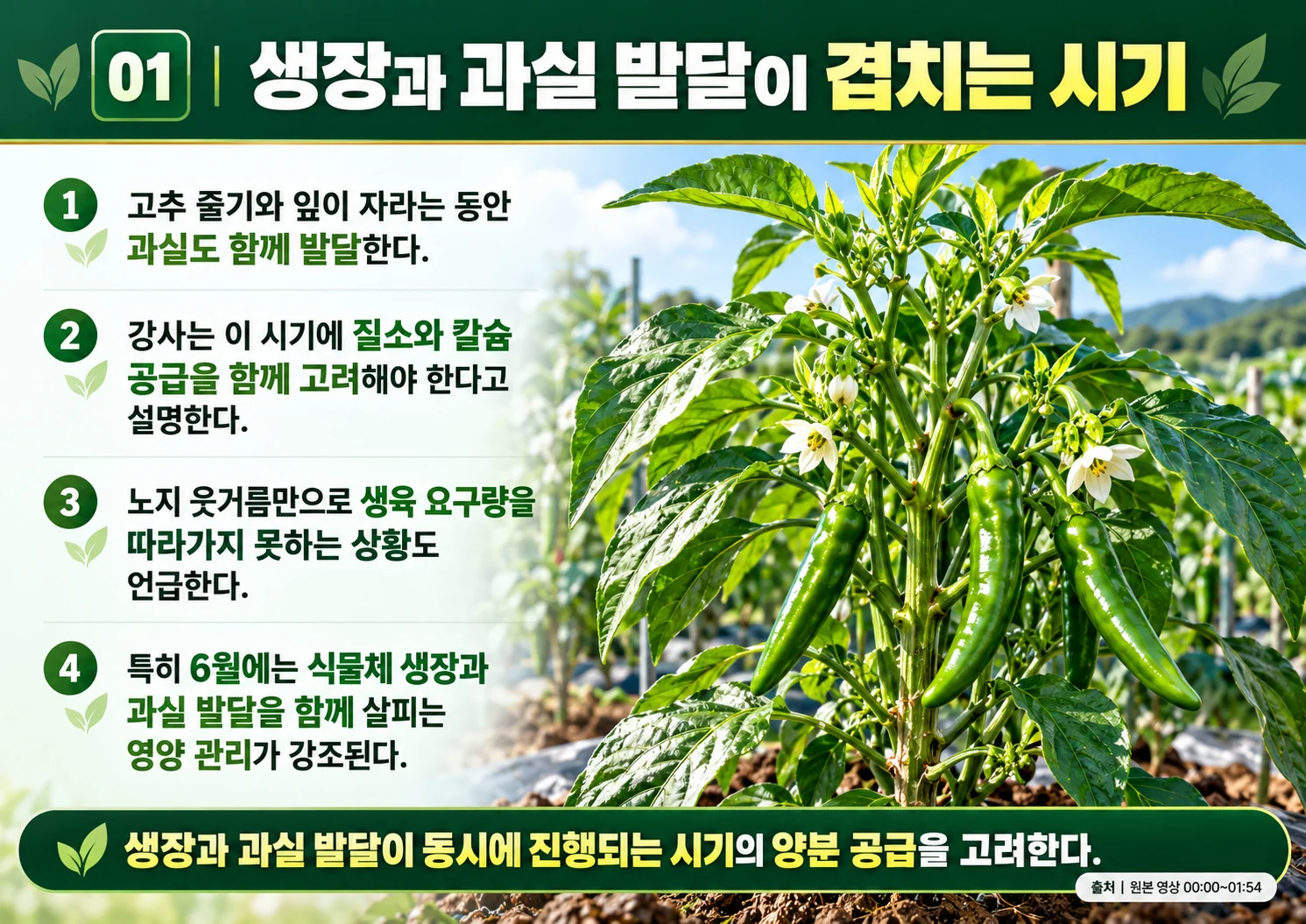 01_생장과_과실_발달이_겹치는_시기.webp