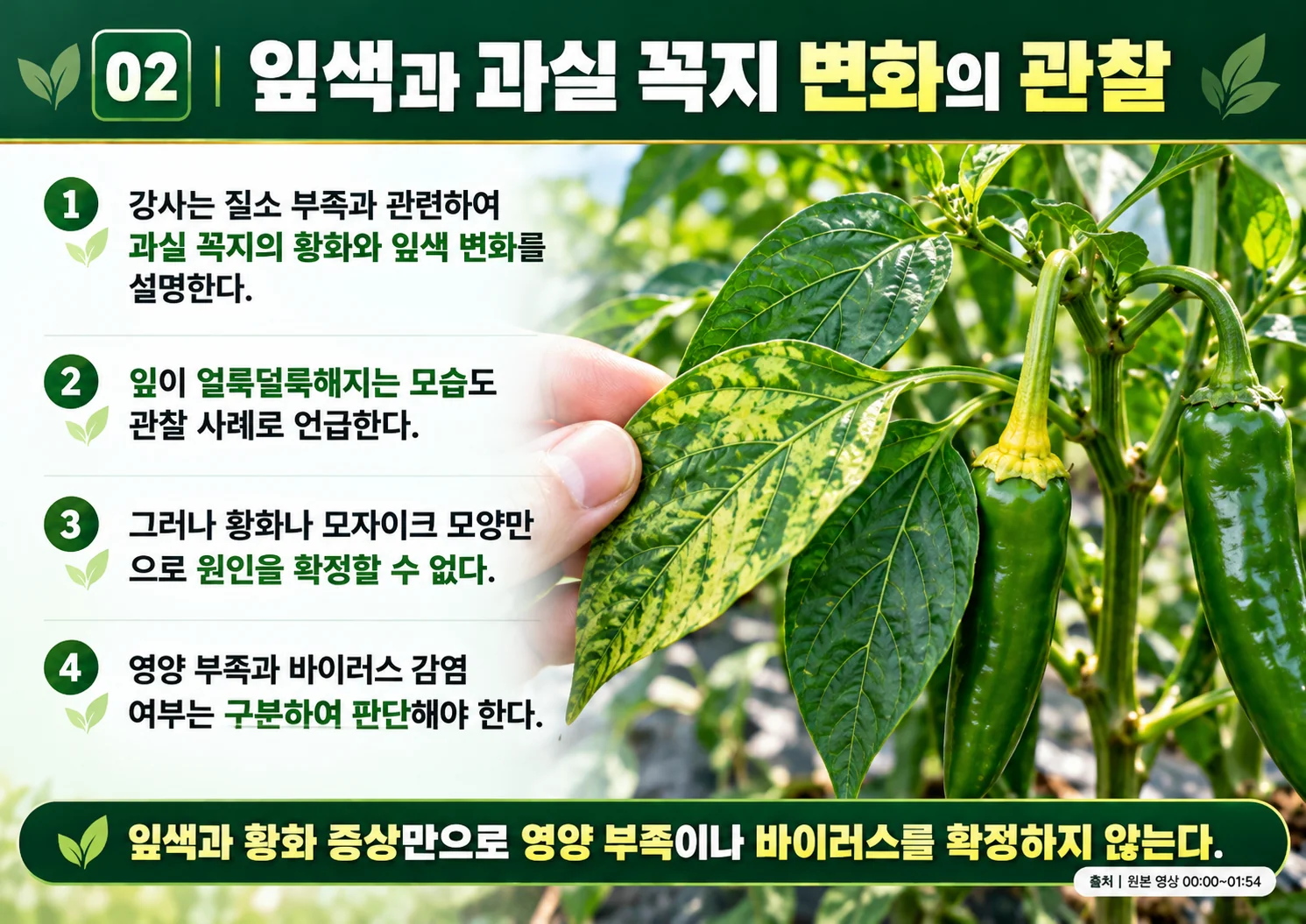 02_잎색과_과실_꼭지_변화의_관찰.webp