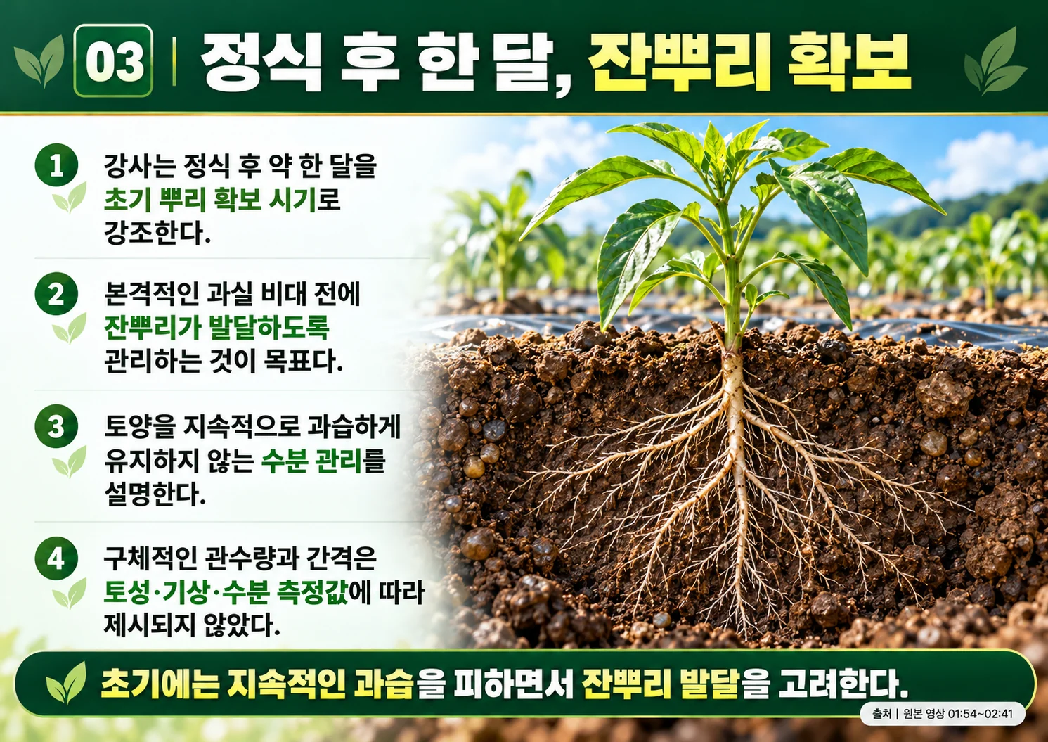 03_정식_후_한_달_잔뿌리_확보.webp