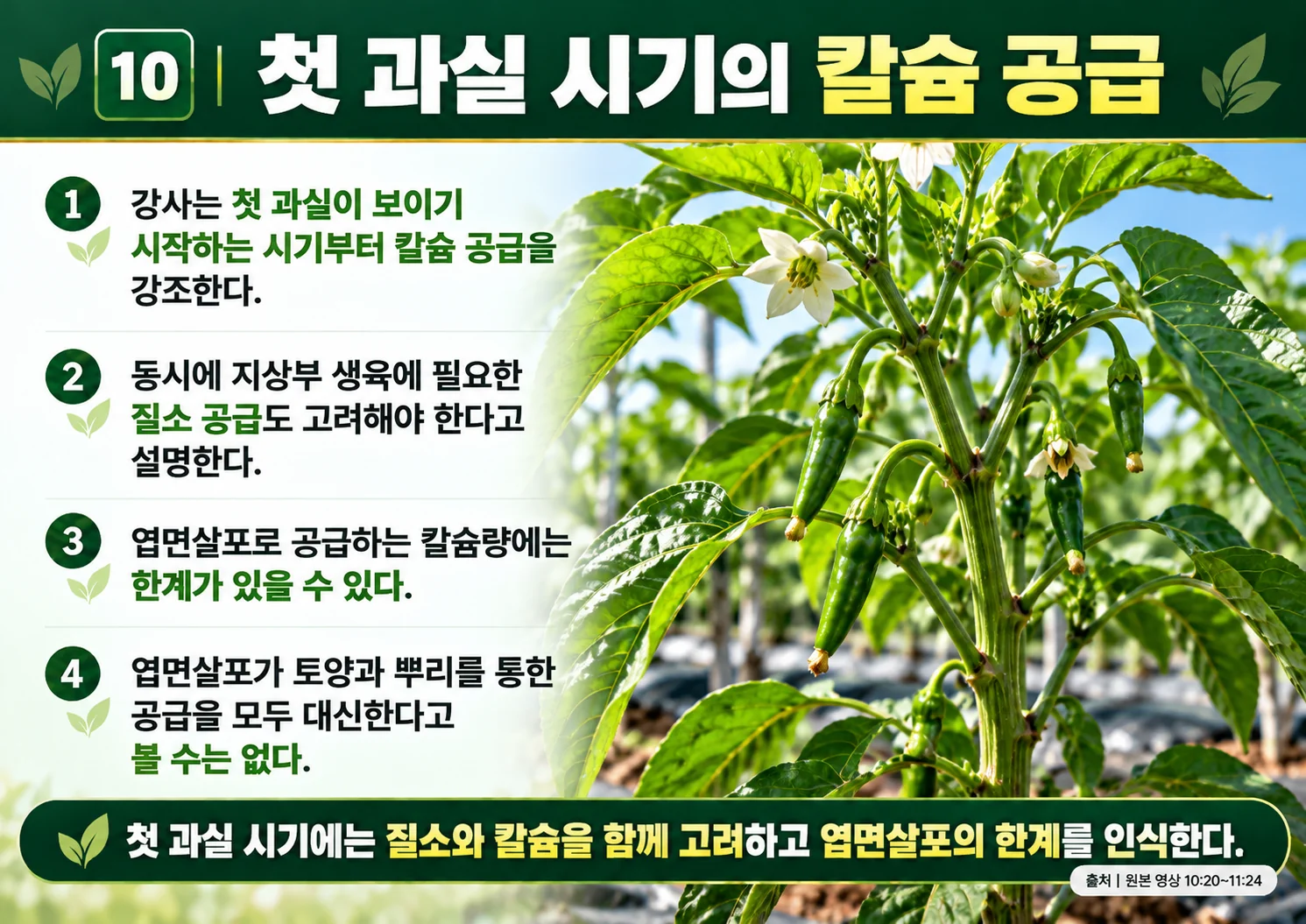 10_첫_과실_시기의_칼슘_공급.webp