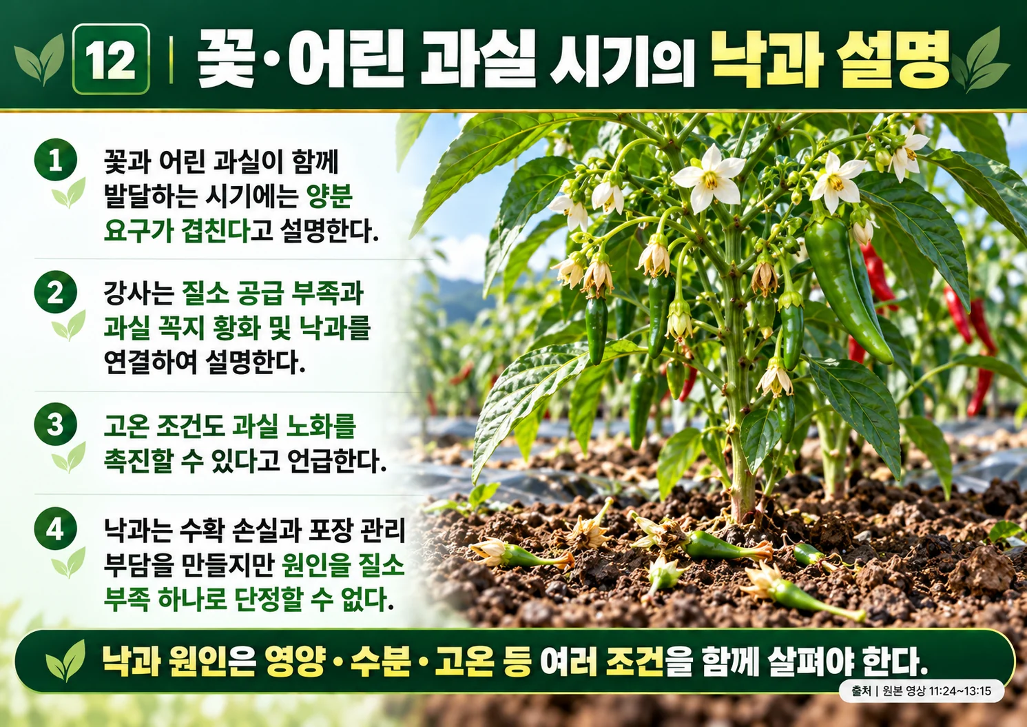 12_꽃_어린_과실_시기의_낙과_설명.webp