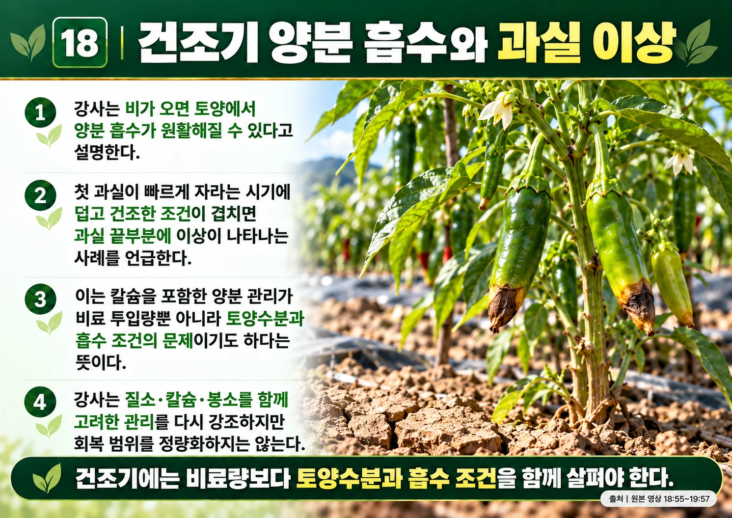 18_건조기_양분_흡수와_과실_이상.webp