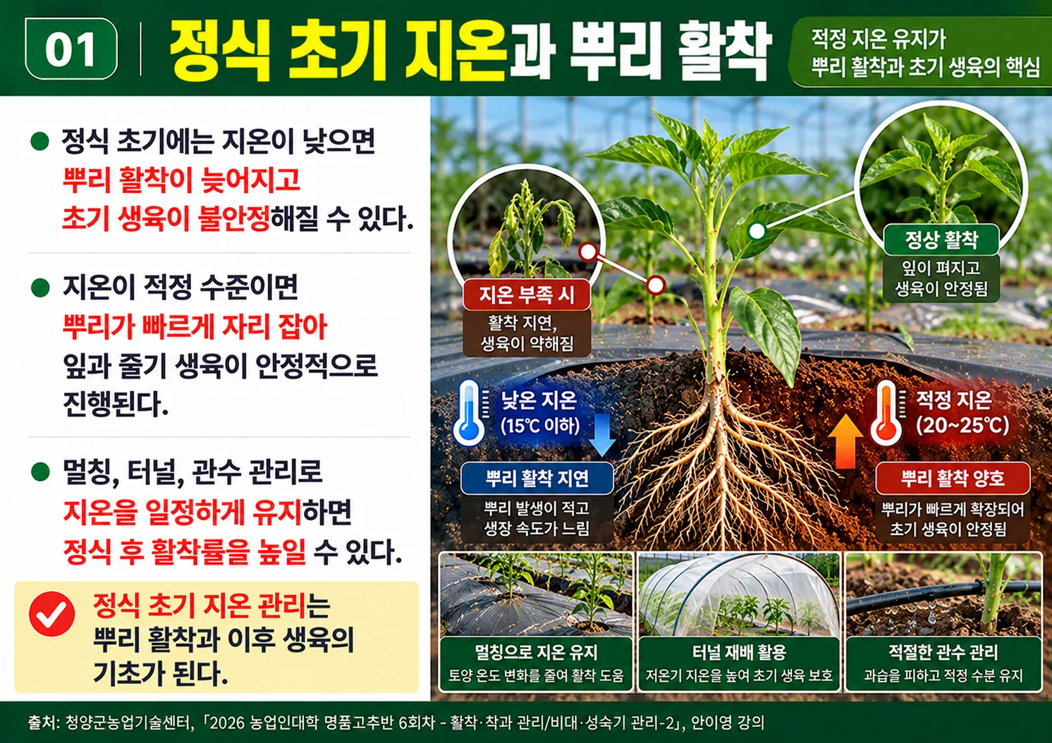 01_정식초기지온과뿌리활착.webp