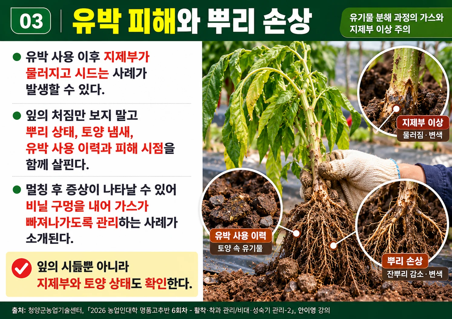 03_유박피해와뿌리손상.webp