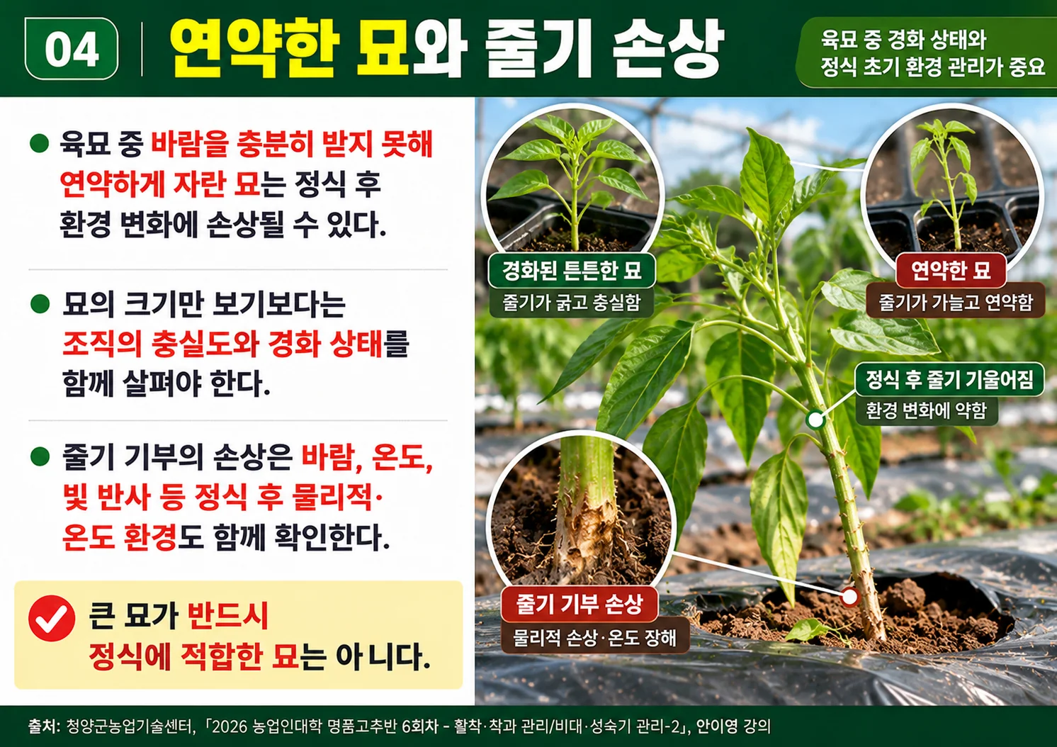 04_연약한묘와줄기손상.webp