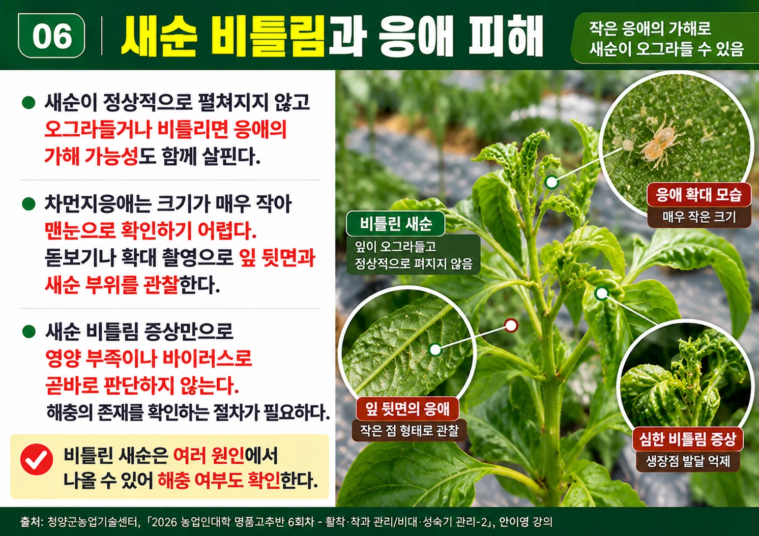06_새순비틀림과응애피해.webp