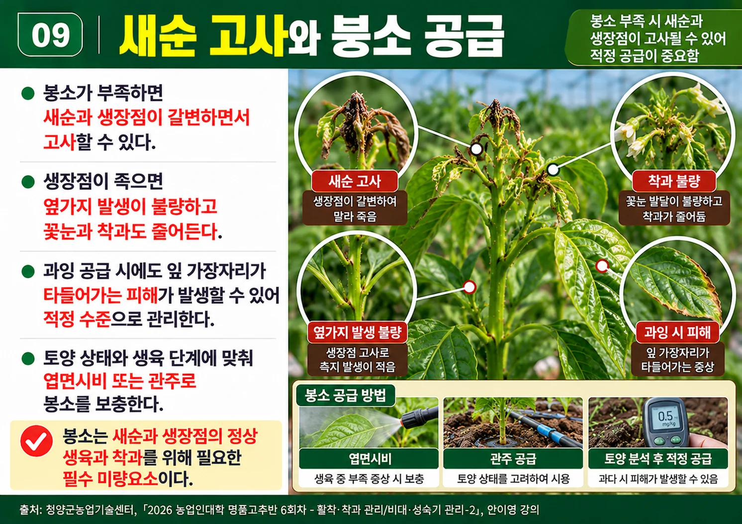 09_새순고사와붕소공급.webp