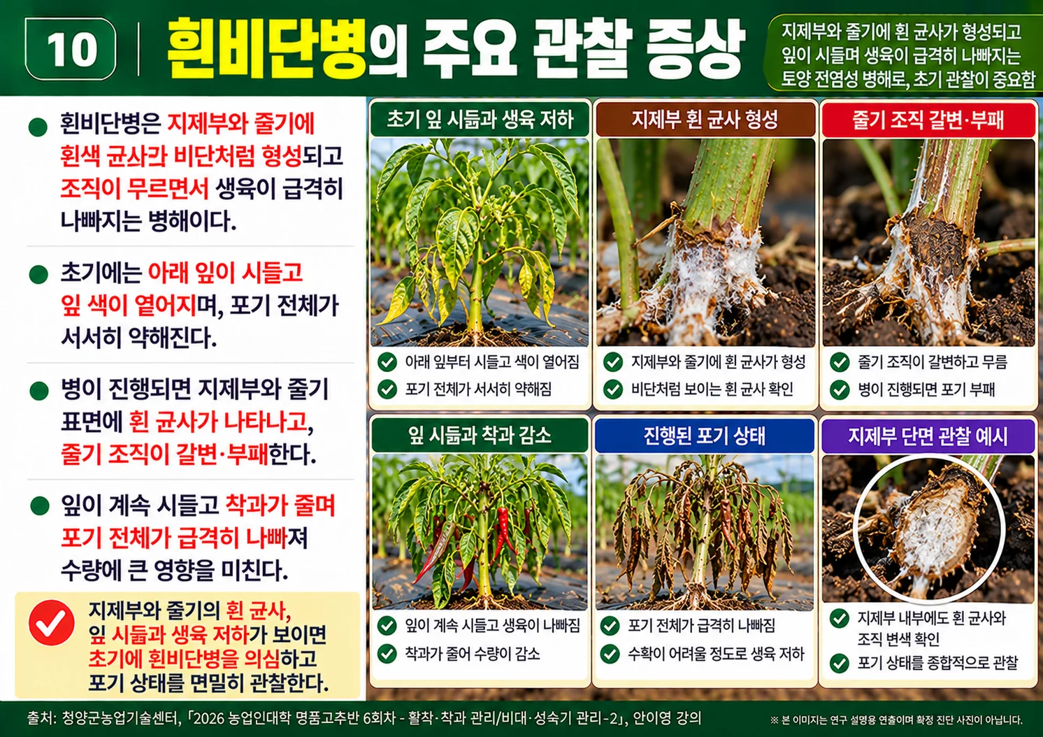 10_흰비단병의주요관찰증상.webp