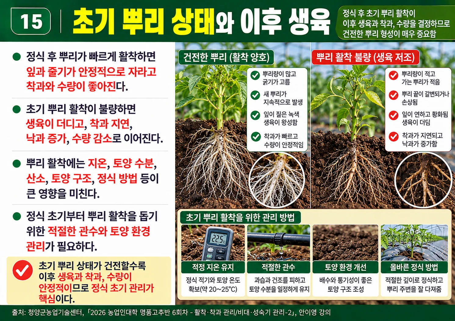 15_초기뿌리상태와이후생육.webp