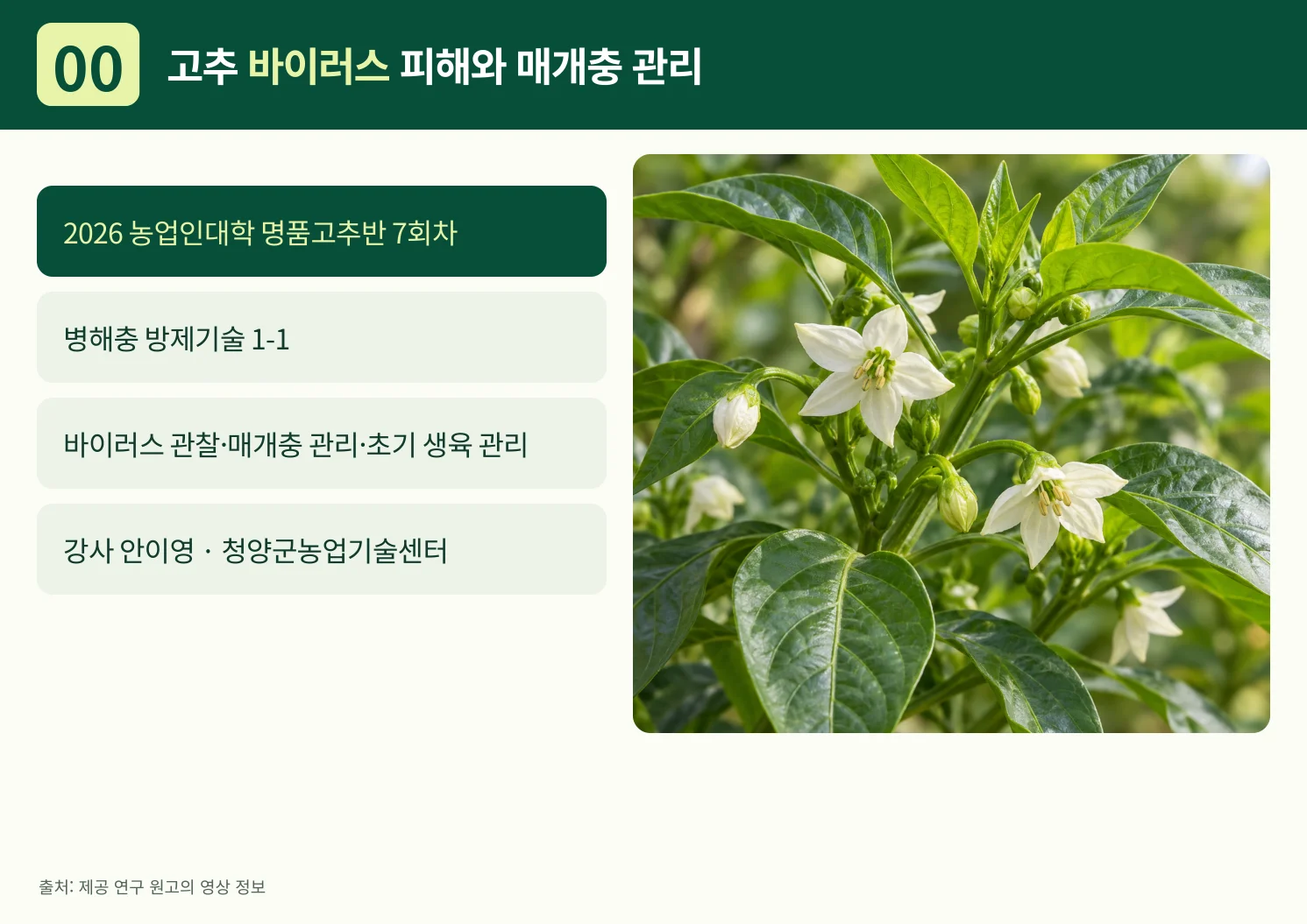 00_고추_바이러스_피해와_매개충_관리.webp