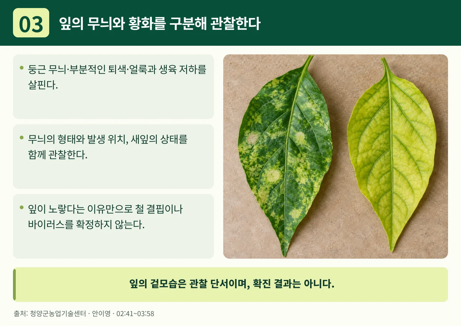 03_잎의_무늬와_황화를_구분해_관찰한다.webp
