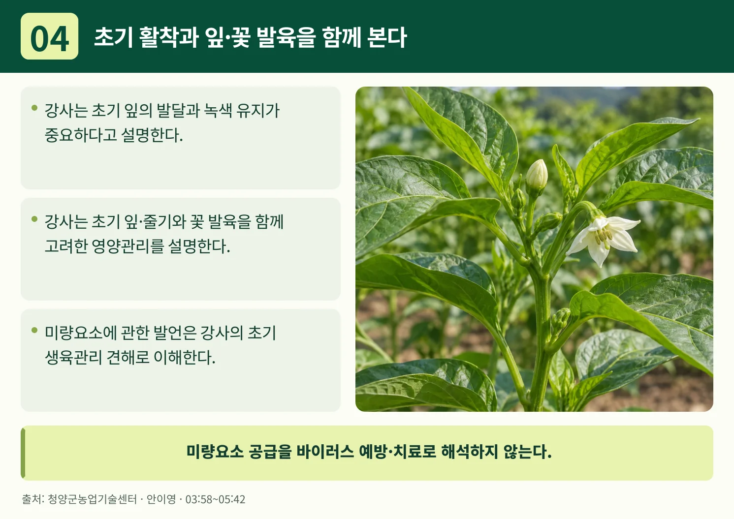 04_초기_활착과_잎·꽃_발육을_함께_본다.webp