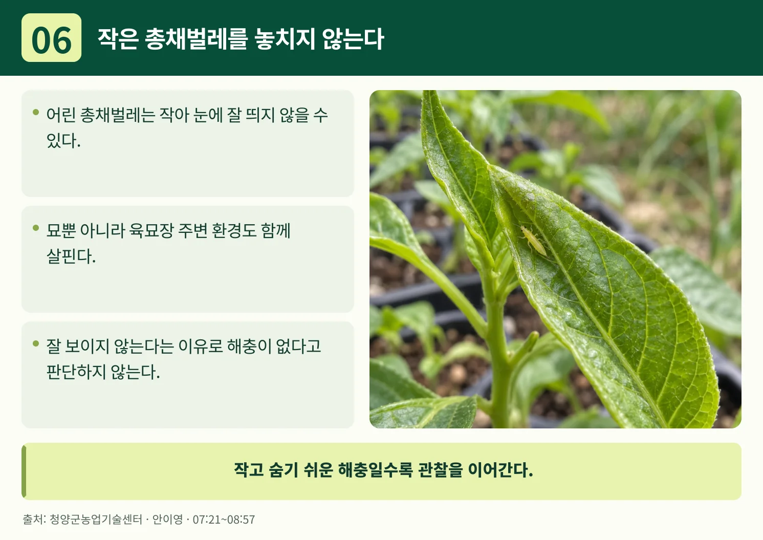 06_작은_총채벌레를_놓치지_않는다.webp