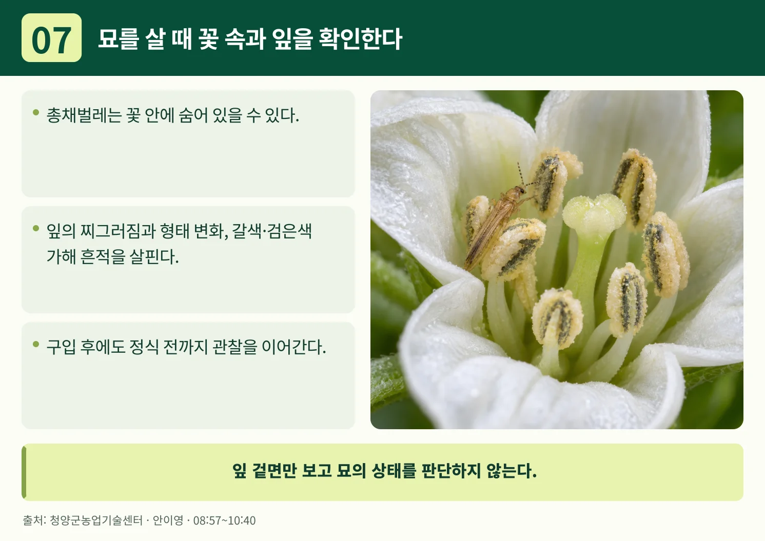 07_묘를_살_때_꽃_속과_잎을_확인한다.webp