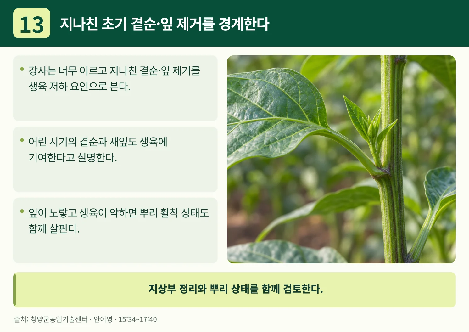 13_지나친_초기_곁순·잎_제거를_경계한다.webp