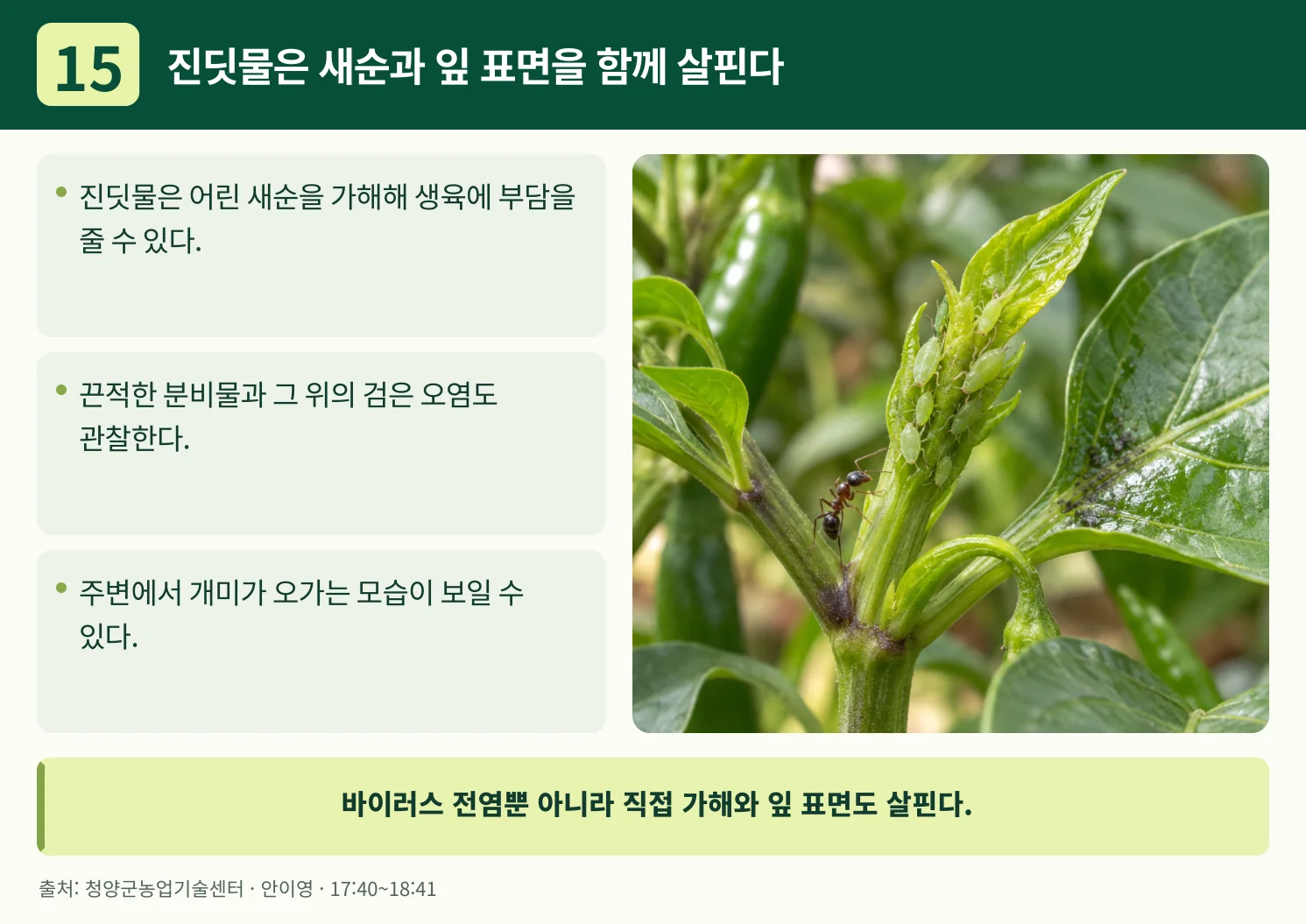 15_진딧물은_새순과_잎_표면을_함께_살핀다.webp
