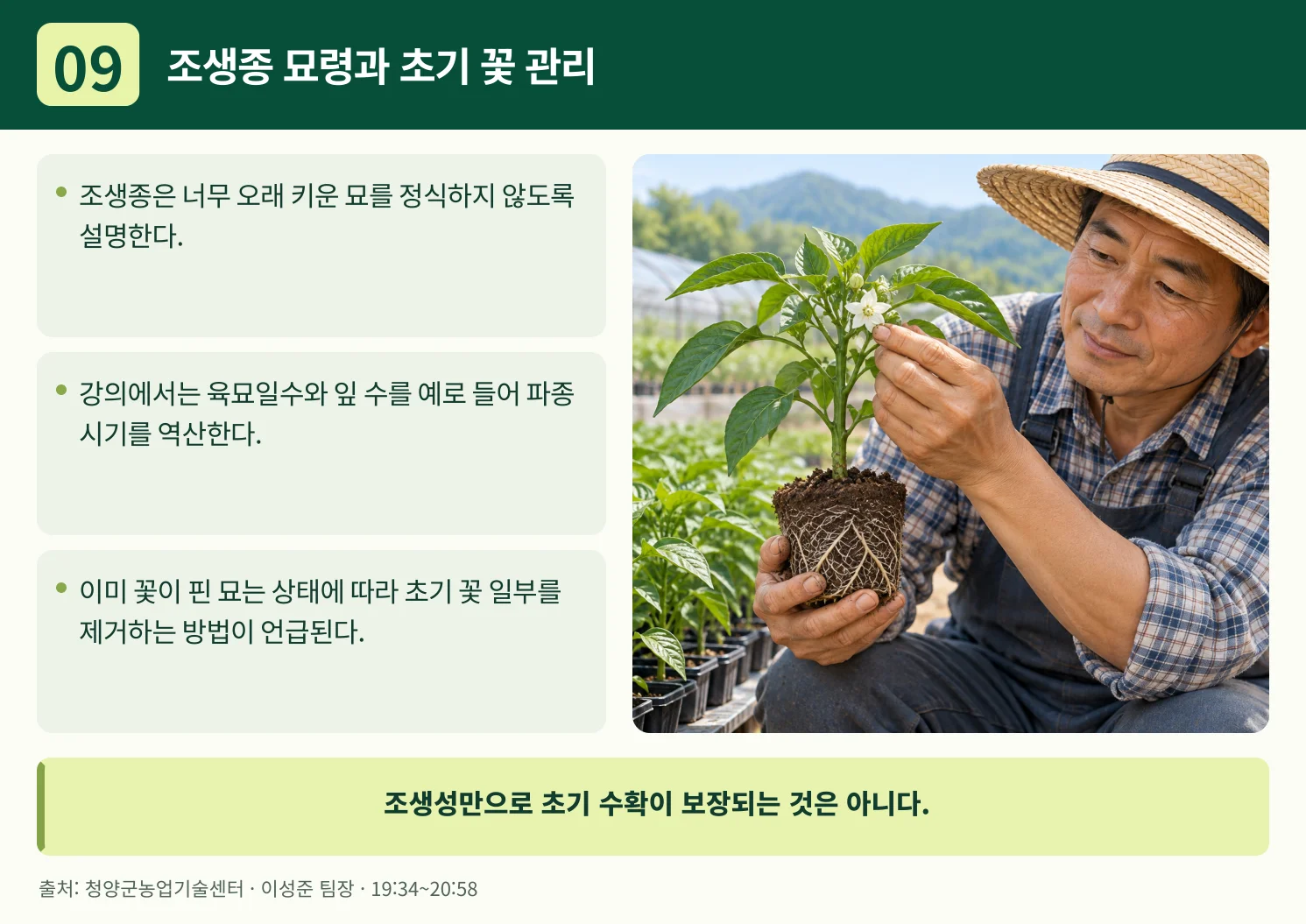 09_조생종_묘령과_초기_꽃_관리.webp
