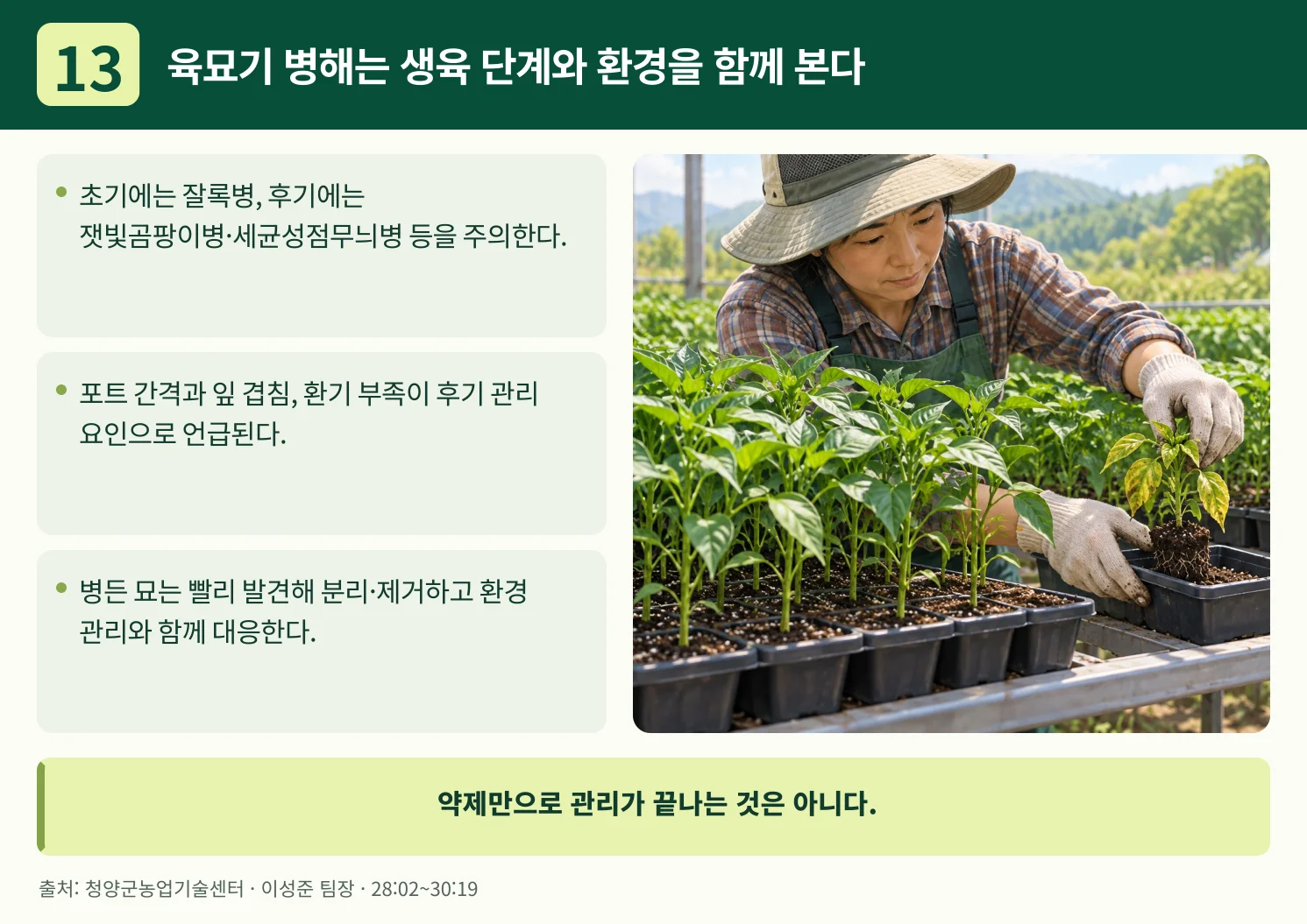 13_육묘기_병해는_생육_단계와_환경을_함께_본다.webp