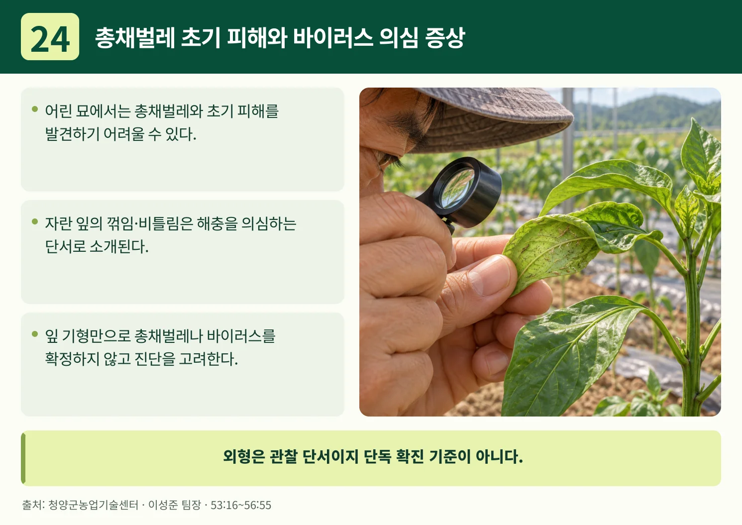 24_총채벌레_초기_피해와_바이러스_의심_증상.webp