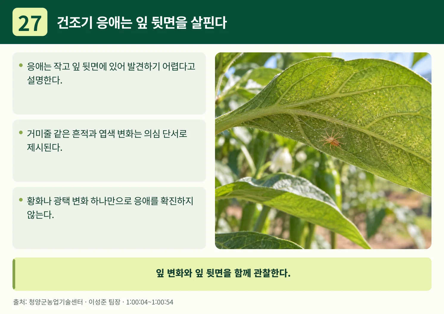 27_건조기_응애는_잎_뒷면을_살핀다.webp