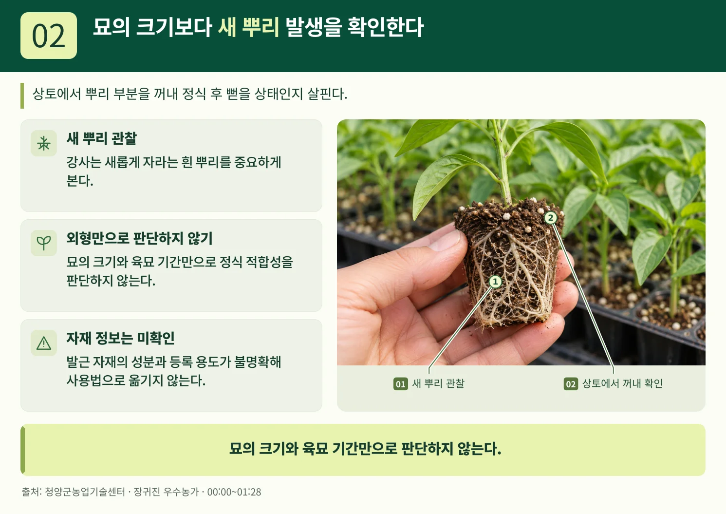 02_묘의_크기보다_새_뿌리_발생을_확인한다.webp