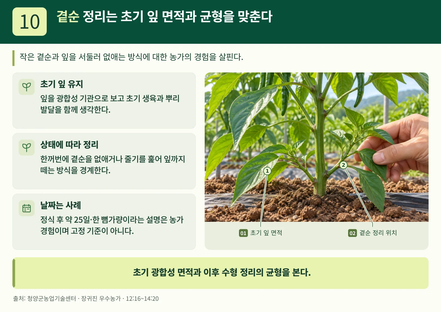 10_곁순_정리는_초기_잎_면적과_균형을_맞춘다.webp