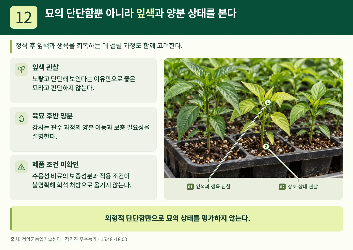 12_묘의_단단함뿐_아니라_잎색과_양분_상태를_본다.webp