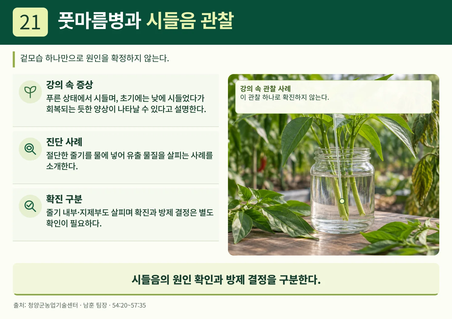 21_풋마름병과_시들음_관찰.webp