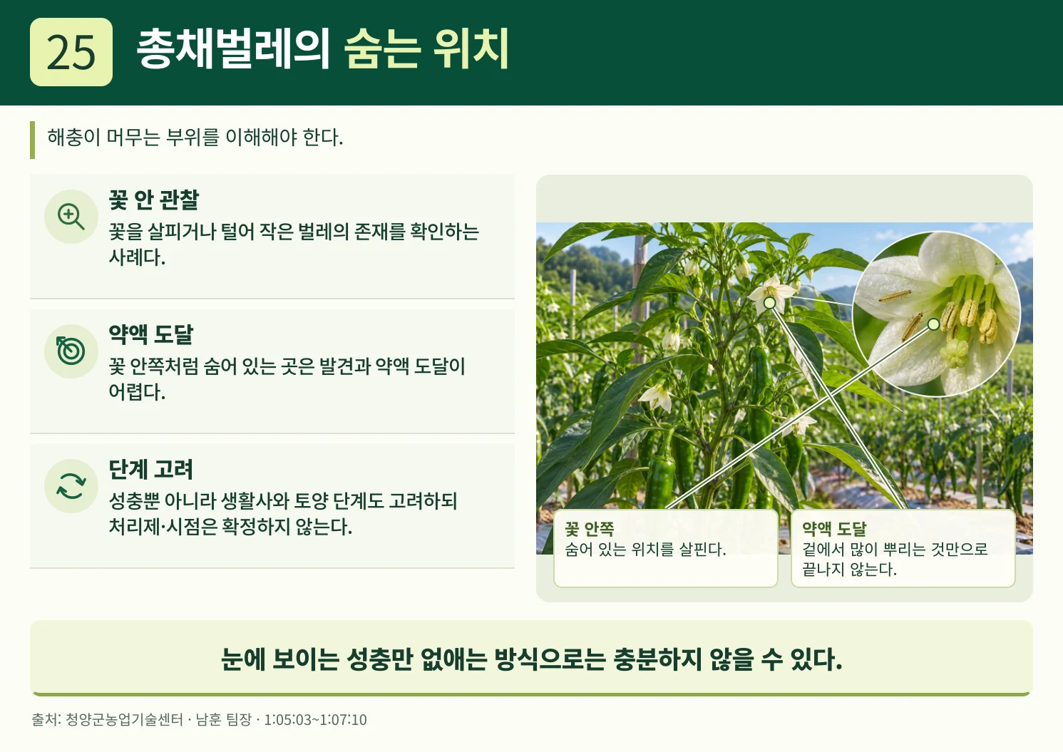 25_총채벌레의_숨는_위치.webp