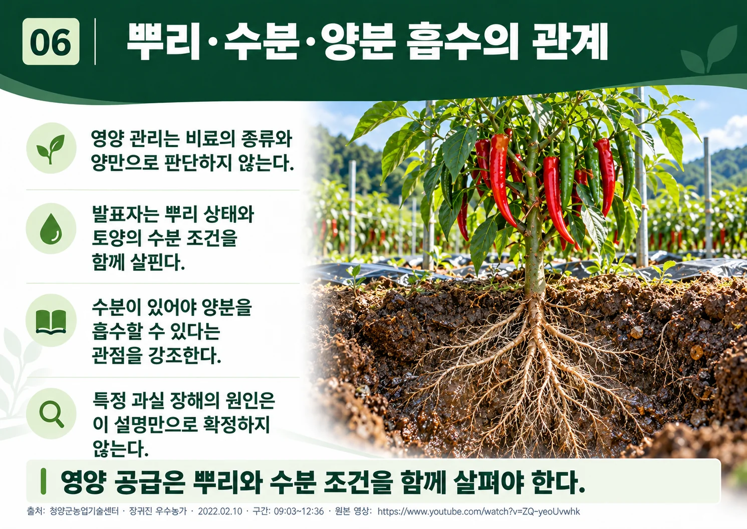 06_roots_water_nutrient_uptake.webp