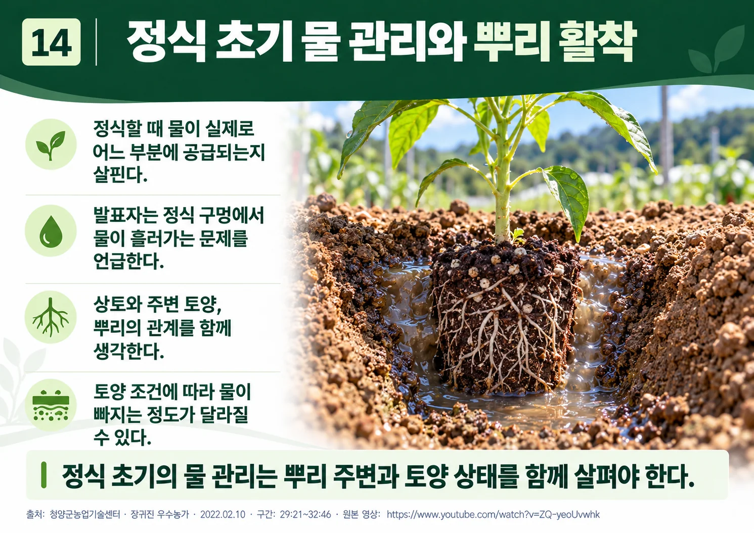 14_transplant_water_root_establishment.webp