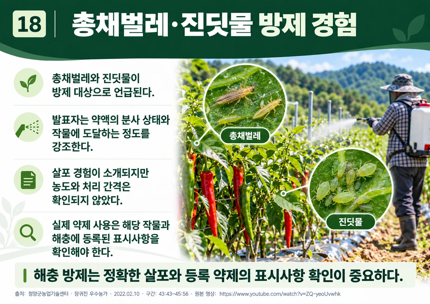 18_thrips_aphids_spraying.webp