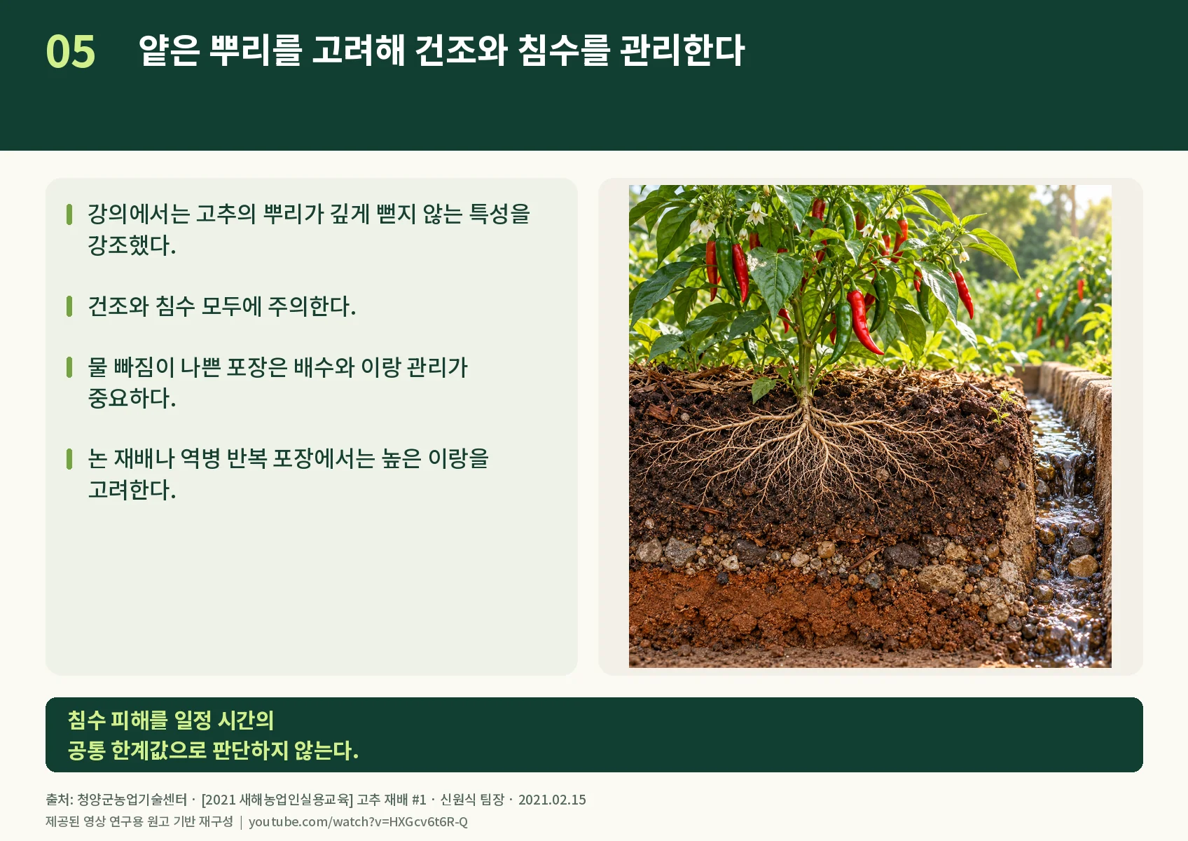 05_roots-and-drainage.webp